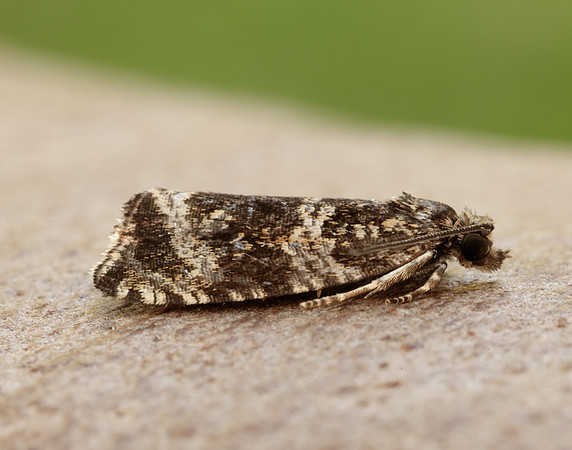 49.166 BF1076 Celypha lacunana