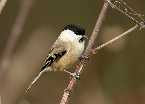 Willow Tit Poecile montanus