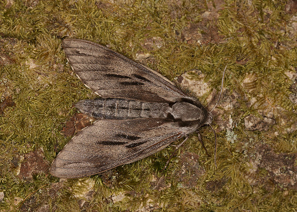 69.007 BF1978 Pine Hawk-moth Hyloicus pinastri