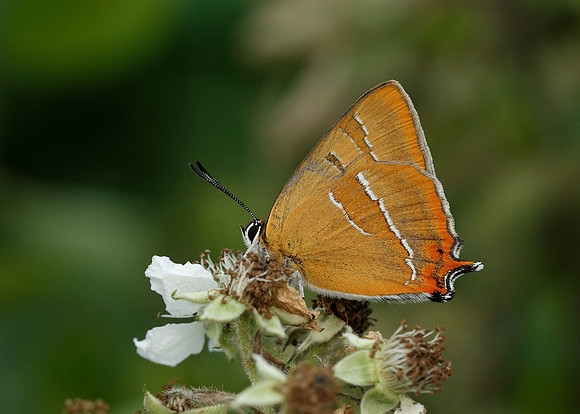 Brown Hairstreak Thecla betulae