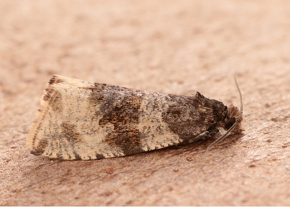 49.154 BF1087 Orthotaenia undulana