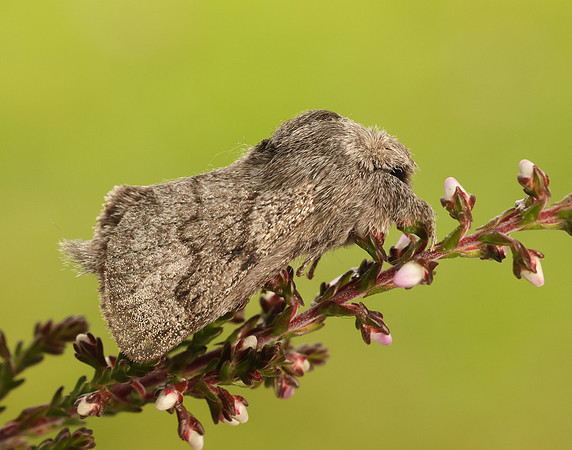 66.002 BF1632 Pale Eggar Trichiura crataegi