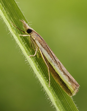 63.091 BF1307 Agriphila latistria