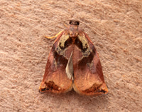 49.013 BF977 Large Fruit-tree Tortrix Archips podana