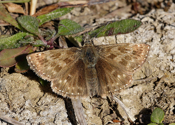 Dingy Skipper Erynnis tages