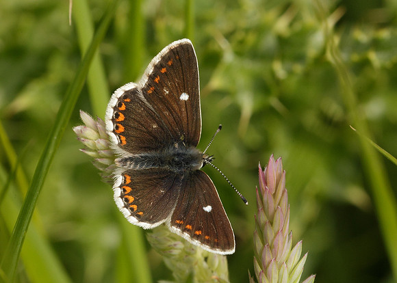 Northern Brown Argus Aricia artaxerxes artaxerxes