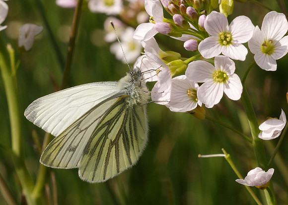 Green-veined White Pieris napi