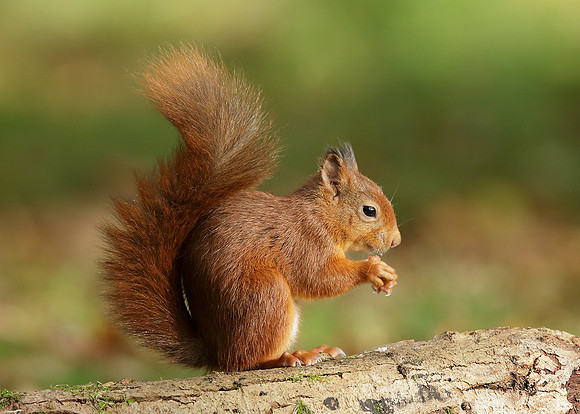 Red Squirrel Sciurus vulgaris