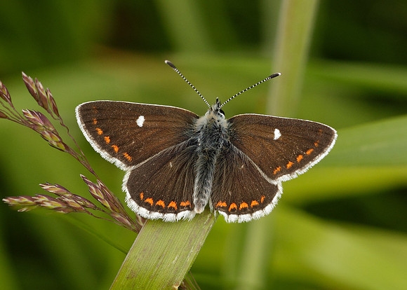 Northern Brown Argus Aricia artaxerxes artaxerxes