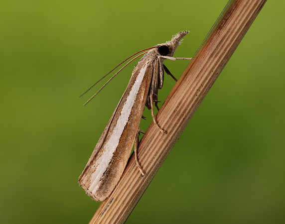 63.091 BF1307 Agriphila latistria