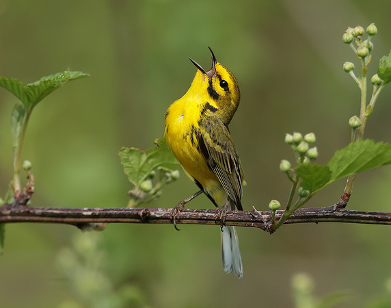 Prairie Warbler Setophaga discolor
