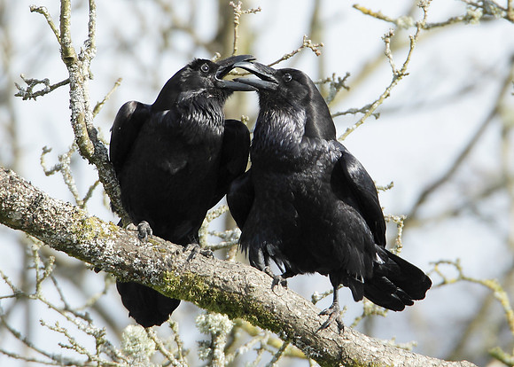 Raven Corvus corax
