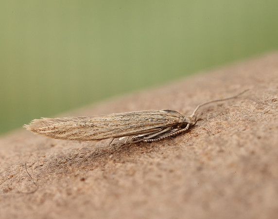 37.104 BF567 Coleophora adspersella