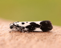 33.002 BF719 Ethmia quadrillella