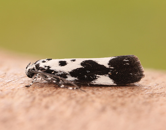 33.002 BF719 Ethmia quadrillella