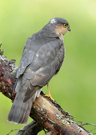 Sparrowhawk Accipiter nisus