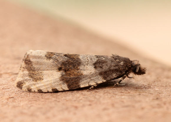 49.154 BF1087 Orthotaenia undulana