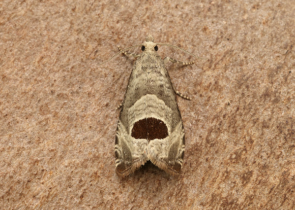 49.294 BF1175 Bramble Shoot Moth Notocelia uddmanniana