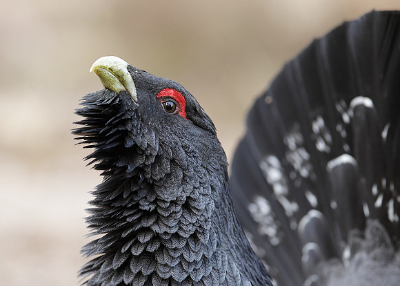 Capercaillie Tetrao urogallus