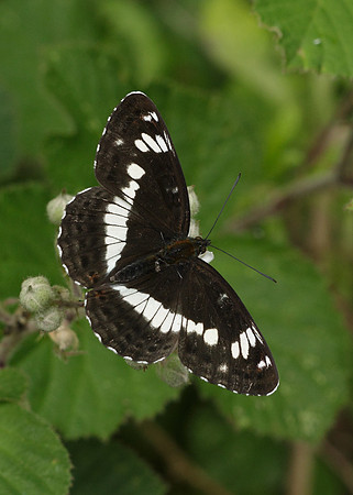 White Admiral Limenitis camilla