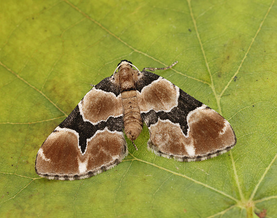 70.140 BF1810 Marsh Carpet Gagitodes sagittata