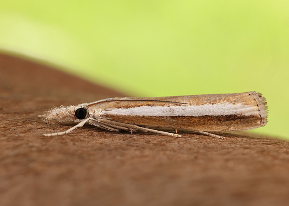 63.091 BF1307 Agriphila latistria