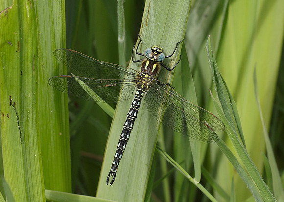 Hairy Dragonfly Brachytron pratense