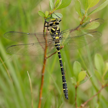 Golden-ringed Dragonfly Cordulegaster boltonii