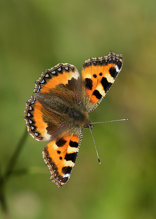Small Tortoiseshell Aglais urticae
