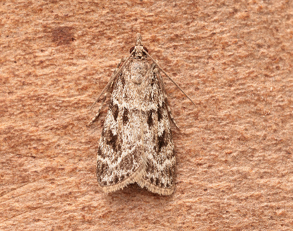 63.064 BF1334 Scoparia ambigualis