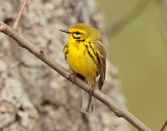 Prairie Warbler Setophaga discolor