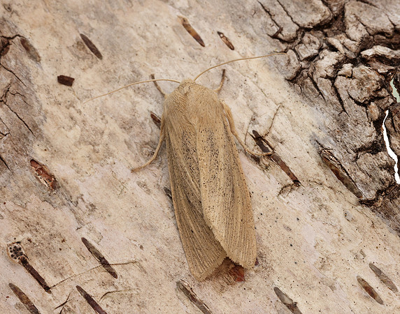 73.134 BF2375 Large Wainscot Rhizedra lutosa