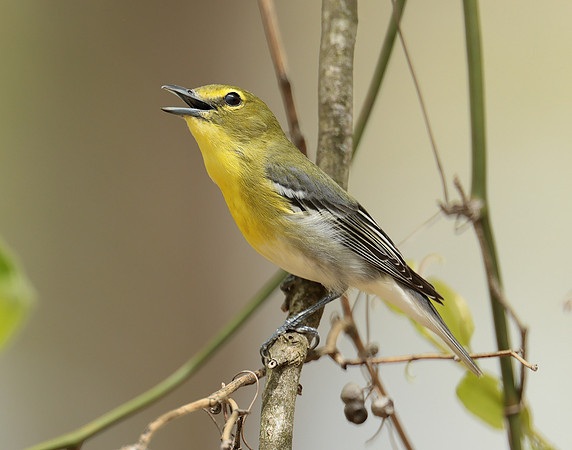 Yellow-throated Vireo Vireo flavifrons