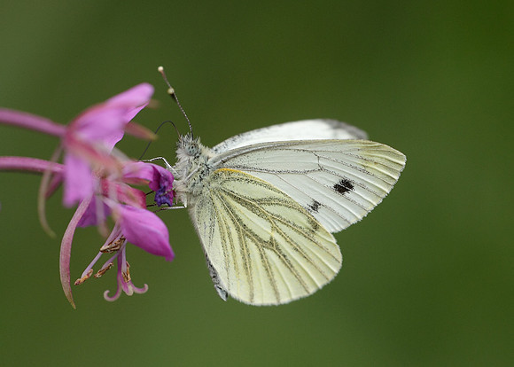 Green-veined White Pieris napi