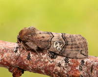 65.010 BF1654 Figure of Eighty Tethea ocularis