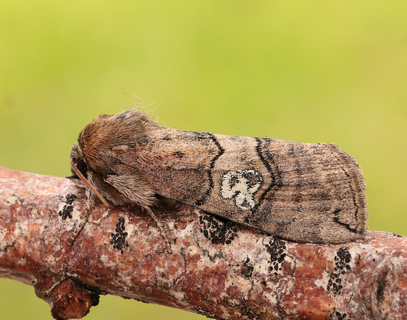 65.010 BF1654 Figure of Eighty Tethea ocularis
