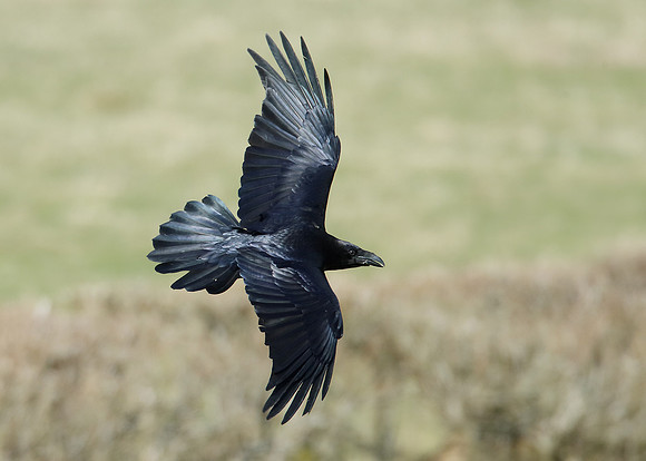 Raven Corvus corax
