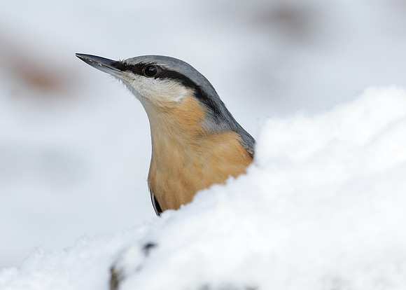 Nuthatch Sitta europaea