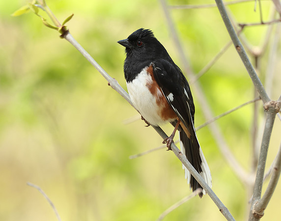 Eastern Towhee Pipilo erythrophthalmus