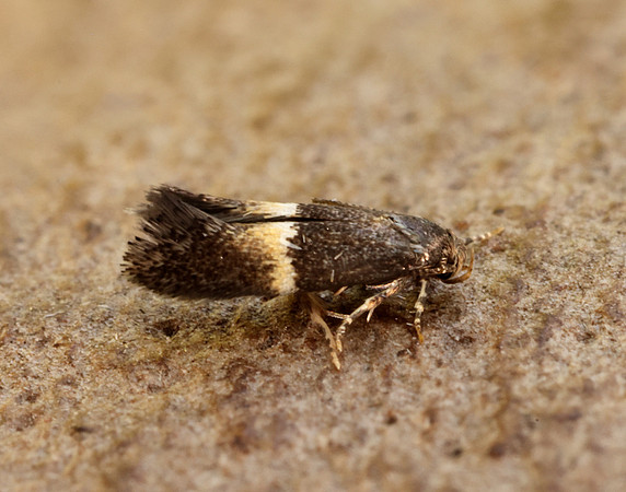 38.018 BF623 Elachista bisulcella