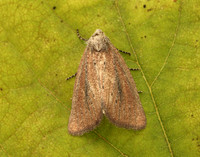 73.142 BF2379 Small Rufous Coenobia rufa