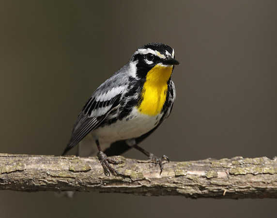 Yellow-throated Warbler  Setophaga dominica