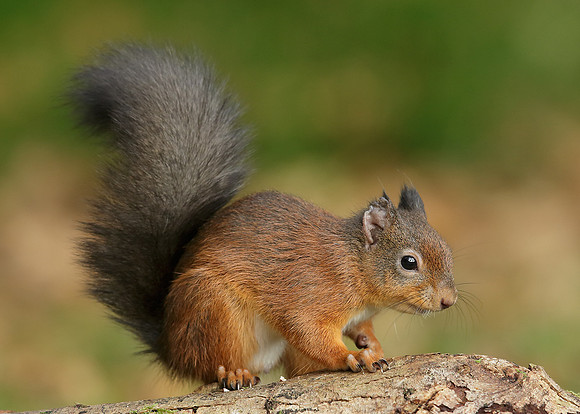Red Squirrel Sciurus vulgaris