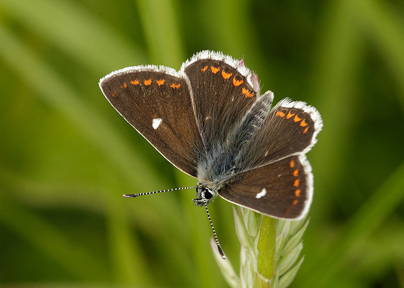 Northern Brown Argus Aricia artaxerxes artaxerxes