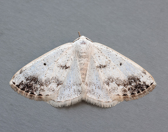 70.280 BF1958 Clouded Silver Lomographa temerata