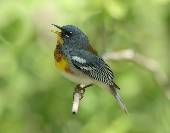 Northern Parula