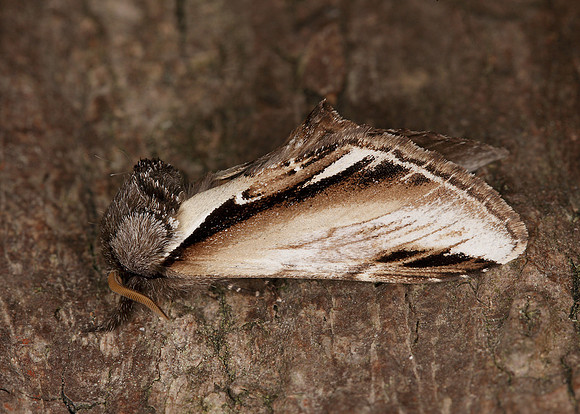71.018 BF2006 Lesser Swallow Prominent Pheosia gnoma