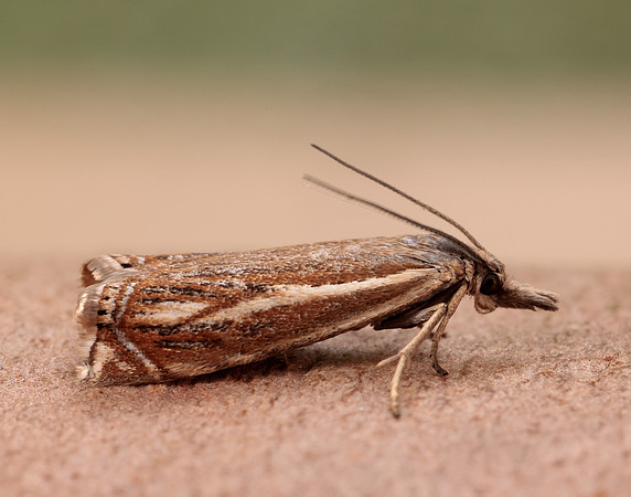 63.086 BF1301 Crambus lathoniellus