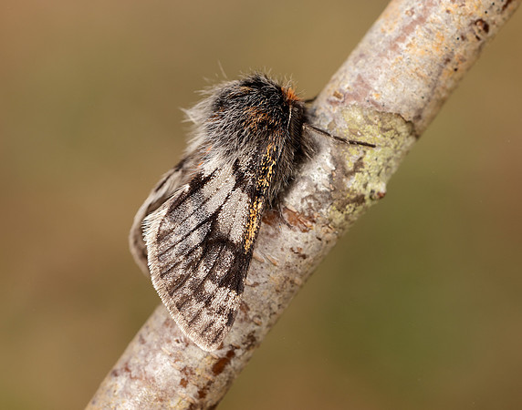 70.249 BF1929 Rannoch Brindled Beauty Lycia lapponaria