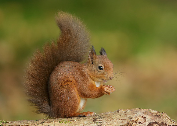 Red Squirrel Sciurus vulgaris
